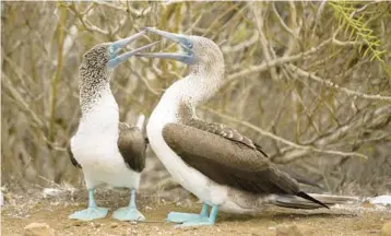  ?? YOLANDA ESCOBAR ?? Blue-footed boobies in the Galapagos Islands, an environmen­tally sensitive destinatio­n.