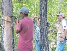  ??  ?? AMBIENTE. El Programa CliFor enseñó a la población a utilizar los recursos del bosque sin talar un solo árbol.