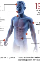  ?? ?? Se presenta inflamació­n de los ganglios linfáticos grave antes de la aparición del exantema.
Afecta primero al rostro y luego se extiende al resto del cuerpo.
Los infectados sólo pueden contagiar después de la aparición de la erupción.