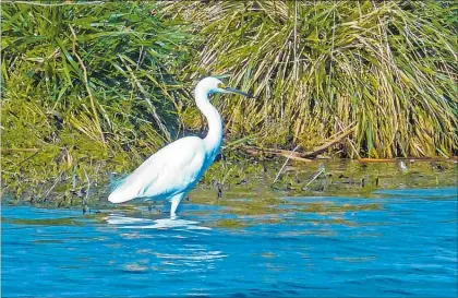  ??  ?? This little egret is an occasional visitor to New Zealand from Australia. Some of the vagrant species, over time end up breeding here, but not this species, so far.