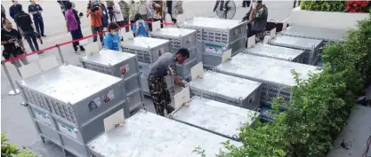  ??  ?? THAILAND: A Thai officer give bananas to orangutans in cages waiting to be sent back to Indonesia at a military airport. — AP photos