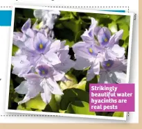  ??  ?? Strikingly beautiful water hyacinths are real pests