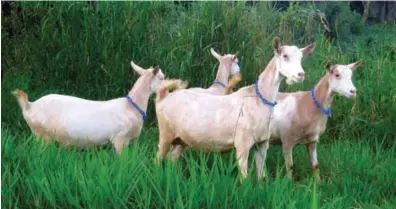  ??  ?? Pregnant Oberhasli doelings. Their progeny will be crossed with Saanen-Anglo to produce triple cross dairy goats.