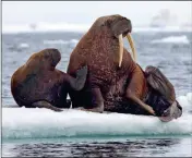  ?? ASSOCIATED PRESS ?? THIS JUNE 12, 2010, PHOTO provided by the United States Geological Survey shows Pacific walruses resting on an ice flow in the Chukchi Sea, Alaska.