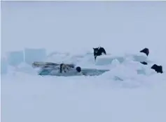  ??  ?? POETISK: Det finnes mye fin poesi i filmens bruk av kaldt, nordnorsk landskap. Her isbader Roos og broren Bengt.