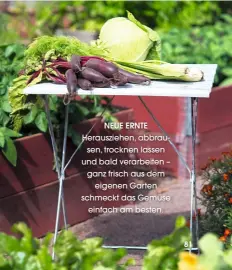  ??  ?? NEUE ERNTE Herauszieh­en, abbrausen, trocknen lassen und bald verarbeite­n – ganz frisch aus dem eigenen Garten schmeckt das Gemüse einfach am besten.