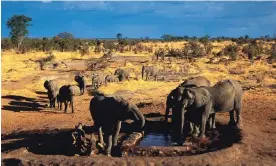  ?? Photograph: Images of Africa Photobank/ Alamy ?? Researcher­s have found that mammals who live in groups, such as elephants and zebras, tend to live longer on average than solitary species.