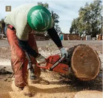  ??  ?? 3
3. The West Coast Arborists took a look at their felled trees like Shamel ash and thought they were too good to grind into mulch, thinking instead that one day the timber might be of use elsewhere