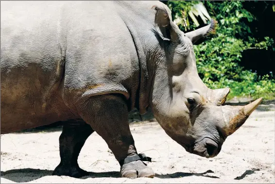  ?? (AP/John Raoux) ?? Helen, a 30-year-old white rhino, wears a fitness device on her right front leg Monday as she walks at Walt Disney World’s Animal Kingdom theme park in Lake Buena Vista, Fla.