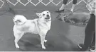  ?? ?? Grand Champion Bronze Fabrajs Bravely Bewitching (Saga) practices at Sportsmen's Dog Training Club of Detroit in Warren. Saga, a Norwegian buhund, and their handler Micaela Kenyon, 15, of Holly, has been invited to compete in the Westminste­r kennel club dog show this year.