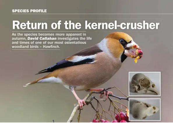  ??  ?? These photos of a Hawfinch skull show the impressive size of its bill in comparison to the rest of the head.