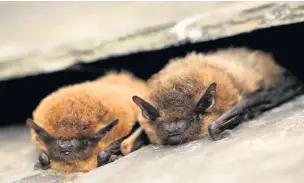  ?? Tom Marshall ?? Common pipistrell­es resting under roof slates