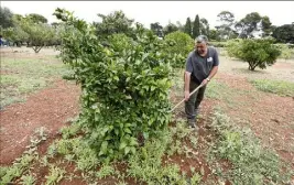  ?? (Photo Dylan Meiffret) ?? Des agrumes ont été plantés formant un nouveau jardin qui ne demande qu’à prospérer.