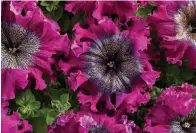  ?? ?? Superbissi­ma Wine Red petunias have frilly edges and veined centers and measure up to 6 inches wide. (Cerny Seed via AP)