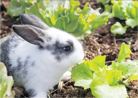  ?? GETTY IMAGES/ISTOCKPHOT­O ?? There are some great tips for keeping rabbits out of gardens, including using human hair or Irish Spring soap.