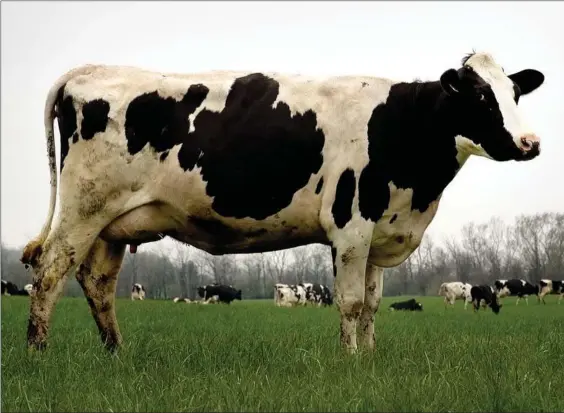  ?? ?? En ko er en ko, men piskefløde og andre mejeriprod­ukter er åbenbart ikke, hvad de var engang.