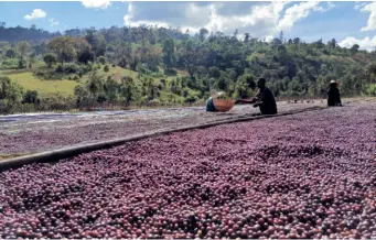  ??  ?? Sun-drying of coffee cherries at the processing site of Le Bunna company