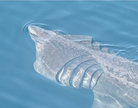  ??  ?? GENTLE GIANTS: Harmless basking sharks are up to 8 metres long and feed on plankton in the seas around the UK.