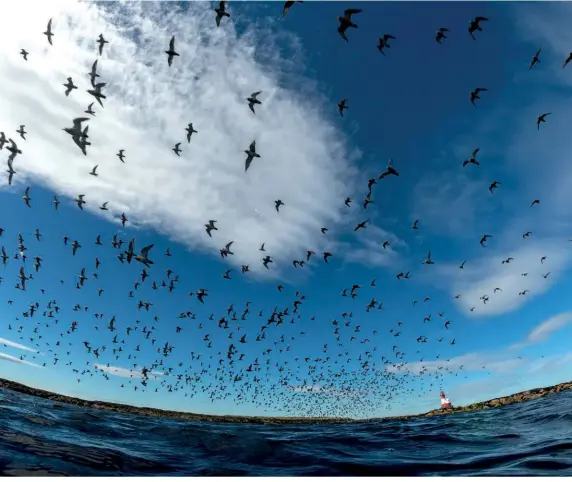  ??  ?? ABOVE In the summer, visitors to the Farne Islands can easily see the awe-inspiring sight of up to 150,000 pairs of breeding seabirds in the Northumbri­an skies