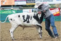  ??  ?? Strong hold . . . Aaron Church jun, of Turangi, wrestles a steer. He won the steer wrestling event.