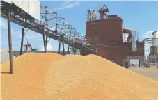  ?? Фото РИА Новости ?? Аграрии способны существенн­о повысить производст­во пшеницы.