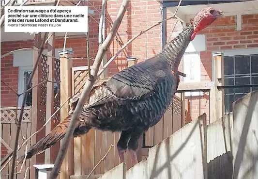  ?? PHOTO COURTOISIE PEGGY FILLION ?? Ce dindon sauvage a été aperçu perché sur une clôture dans une ruelle près des rues Lafond et Dandurand.