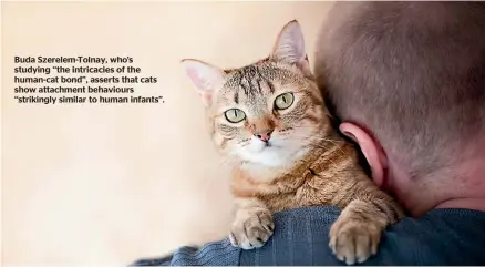  ?? ?? Buda Szerelem-Tolnay, who’s studying ‘‘the intricacie­s of the human-cat bond’’, asserts that cats show attachment behaviours ‘‘strikingly similar to human infants’’.
