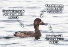  ??  ?? Grey feathers newly growing on flanks and back
Rounded crown, pale behind bill and on cheek
Large grey bill with very limited black tip