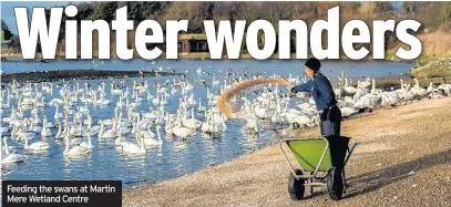  ??  ?? Feeding the swans at Martin Mere Wetland Centre