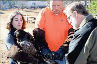  ?? Doug Walker / Rome News-Tribune ?? Southeaste­rn Raptor Rehabilita­tion Center student assistant Rachel Womack holds a juvenile bald eagle while AU avian veterinari­an Dr. Seth Oster and Georgia DNR wildlife biologist Todd Schneider put a band on its talon.