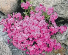  ?? FOTO: HILKE SEGBERS/DPA ?? Phlox gibt es in knalligen Farben.