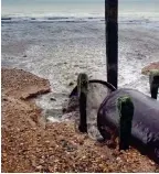  ?? ?? Filthy: Sewage at a Sussex beach