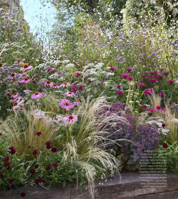  ??  ?? A WASH OF DREAMY PINKS, FROM SOFT SUGAR TO DEEP ROSE, IS ENDURINGLY POPULAR. HERE, Echinacea
‘RUBINGLOW’ SITS WITH WHITE Ammi majus AND THE RICH PUNCHY HEADS OF Monarda
‘RASPBERRY WINE’ WITH DARK CHOCOLATE COSMOS AT THE FRONT OF THE BORDER. WOVEN THROUGHOUT, AND UNITING THEM, IS THE SOFT FEATHERY GRASS Stipa tenuissima