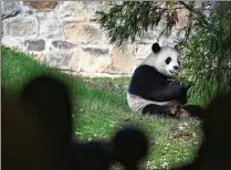  ?? MATT MCCLAIN/WASHINGTON POST 2023 ?? Giant panda Xiao Qi Ji was sent to China last year; he was born in 2020 at the National Zoo in Washington. He was one of three pandas sent from the National Zoo.