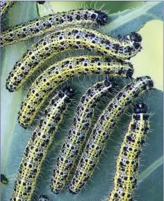  ??  ?? Caterpilla­rs of the Large White butterfly.