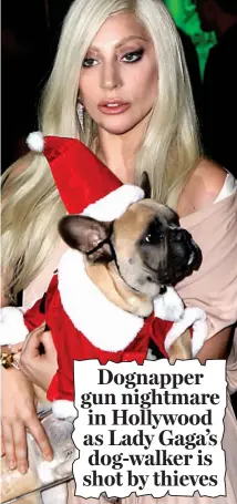  ??  ?? Shock: Lady Gaga with another dog, Stella, in 2015 and (inset) the Mail story yesterday
Dognapper gun nightmare in Hollywood as Lady Gaga’s dog-walker is shot by thieves