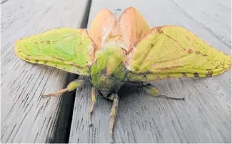  ?? Photo / Ashleigh Collis ?? New Zealand has 1800 moth species including the Puriri moth, the largest in the country.