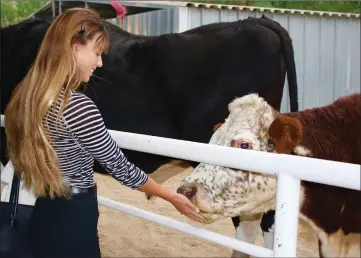  ?? Emily Alvarenga/The Signal ?? (Above) Tia Blanco, profession­al surfer, feeds Karma the cow a cookie during the Gentle Barn’s 20th anniversar­y celebratio­n on Sept. 28. (Below) Guests sit down for dinner during the event.