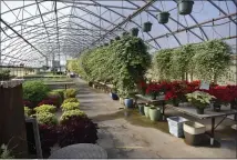  ?? BEN HASTY — READING EAGLE ?? Inside the greenhouse at Geigertown Greenhouse in Union Township. The company recently completed its 27th structure and grows more than 8,000 plants.