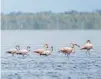  ?? ?? Flamingos sit on a mud flat in Florida Bay.