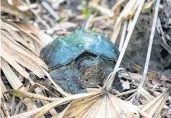  ??  ?? A snapper turtle checks its surroundin­gs in Little Big Econ State Forest in Seminole County.