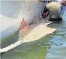 ?? COURTESY OF THE FLORIDA MUSEUM OF NATURAL HISTORY ?? Researcher­s carefully restrained a sawfish before applying a tagging device that will be used to track its movements for the next 10 years.