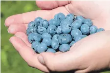  ?? MATHEW MCCARTHY WATERLOO REGION RECORD ?? Maggie Walch holds blueberrie­s at TNT Berries.