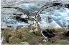  ?? BARRY HARCOURT/STUFF ?? Low reproducti­ve rates, changes in climate and habitat, and some fishing practices have made seabirds like the Buller’s albatross highly vulnerable.