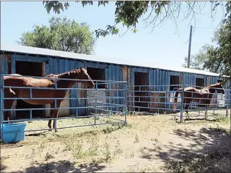  ?? Special to The Herald ?? Willy and Laila were two horses evacuated from Peachland and relocated to the Osoyoos Desert Park during last summer's Mt. Eneas Fire by volunteers from CDART.