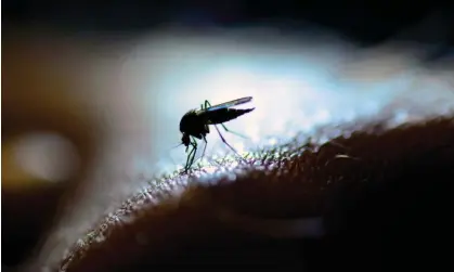  ?? Photograph: RolfAasa/Getty Images ?? Queensland has recorded a surge in cases of Ross River virus, which is spread by mosquitos and causes painful joints, fever and rash.