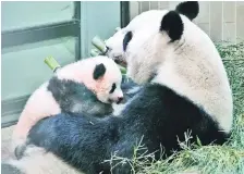  ??  ?? Xiang Xiang (left) and its mother Shin Shin at Tokyo’s Ueno Zoological Gardens. — Reuters photo