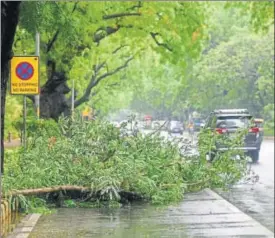  ?? BURHAAN KINU/HT PHOTO ?? The broken branch of a tree at Prithviraj Road in central Delhi. On Thursday, Safdarjung area received around 34.2 mm of rain and Palam recorded around 4.6 mm of rain.