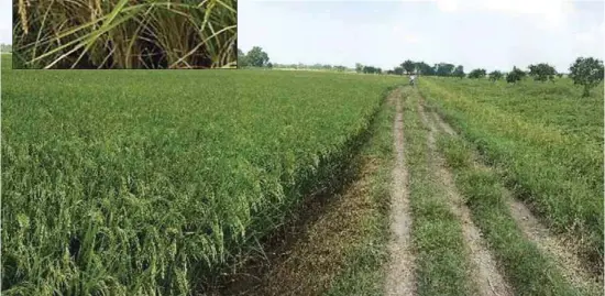  ??  ?? There is a huge contrast between rice treated with CPGR (on the left of the photo above) and untreated rice on the right side. Rice treated with CPGR (inset photo) produce long panicles and have high yields.