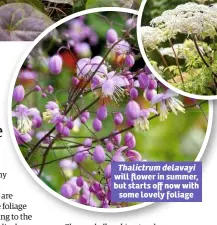  ??  ?? Thalictrum delavayi will flower in summer, but starts off now with some lovely foliage